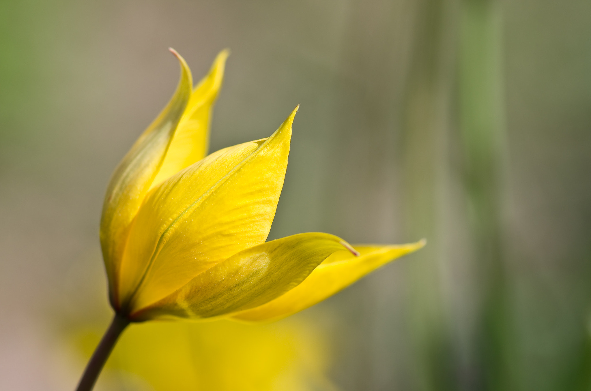 Pentax K-5 + Pentax smc D-FA 100mm F2.8 Macro WR sample photo. Tulipe sauvage, (tulipe australe) photography