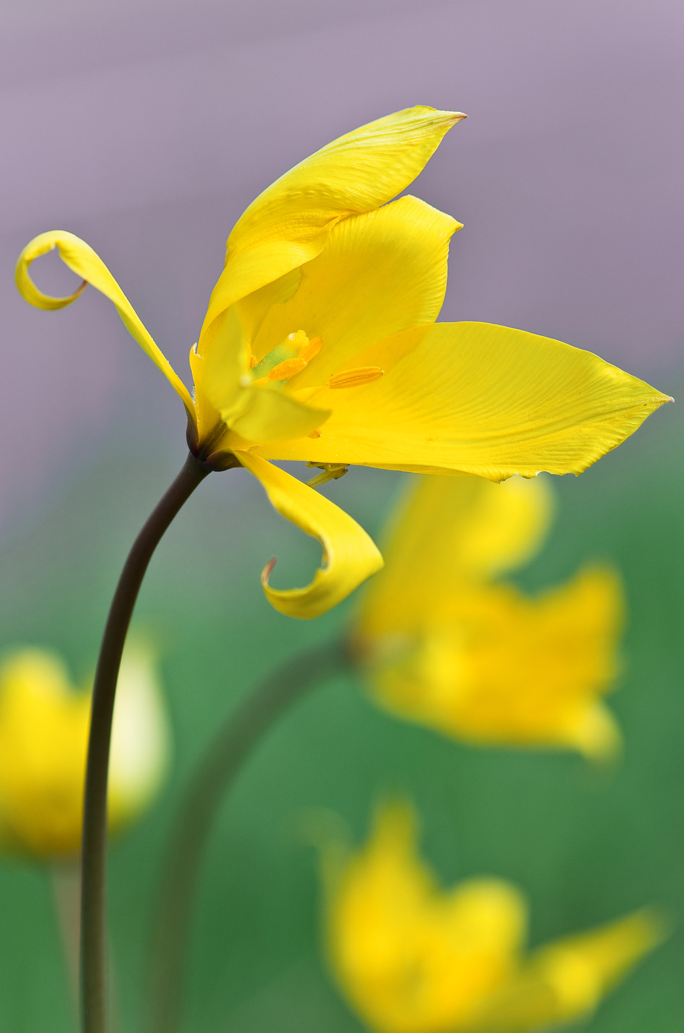 Pentax smc D-FA 100mm F2.8 Macro WR sample photo. Tulipe sauvage, (tulipe australe) photography
