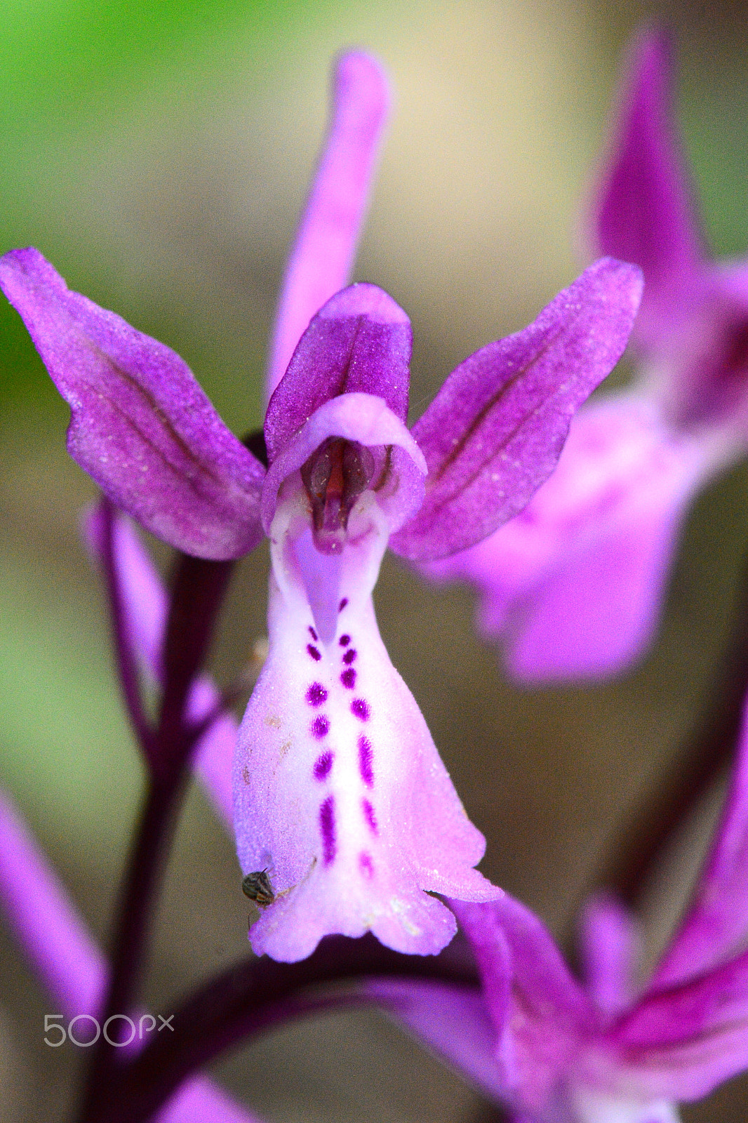 Nikon AF-S Micro-Nikkor 105mm F2.8G IF-ED VR sample photo