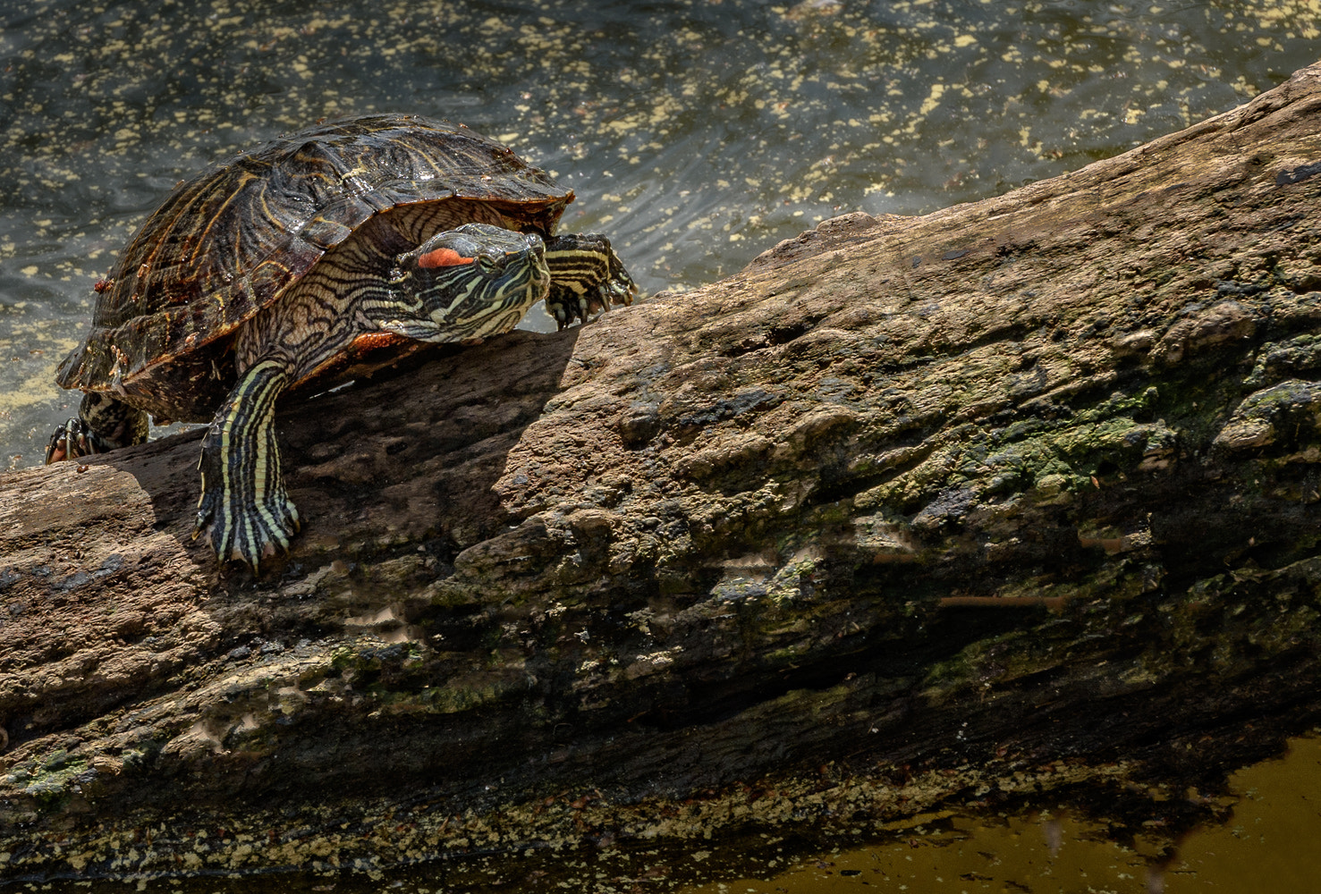 Nikon D810 sample photo. Red-eared slider turtle photography