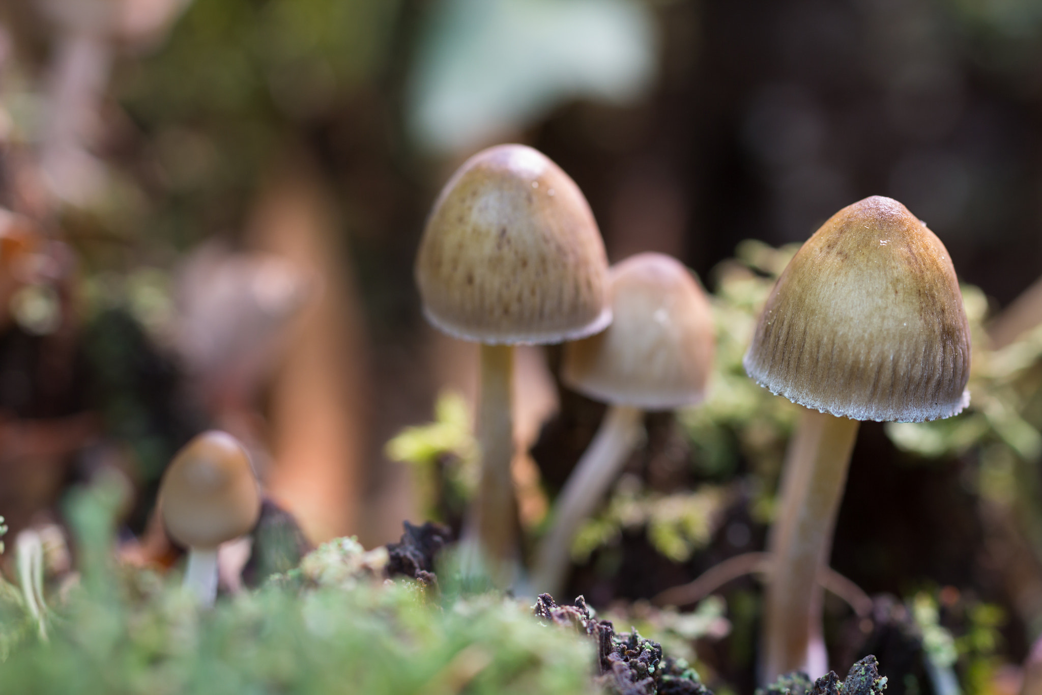 Canon EOS 60D sample photo. Mycena sp  191116-0047 photography