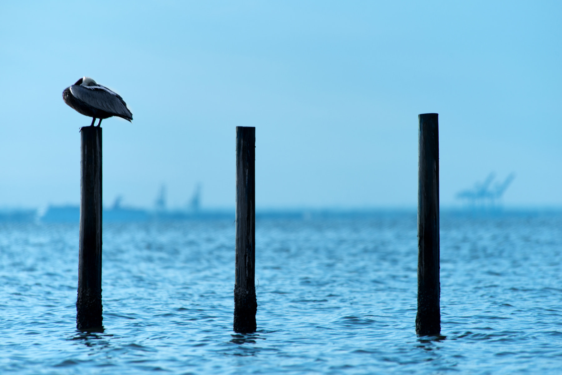 Nikon D800 sample photo. Bay dreaming photography