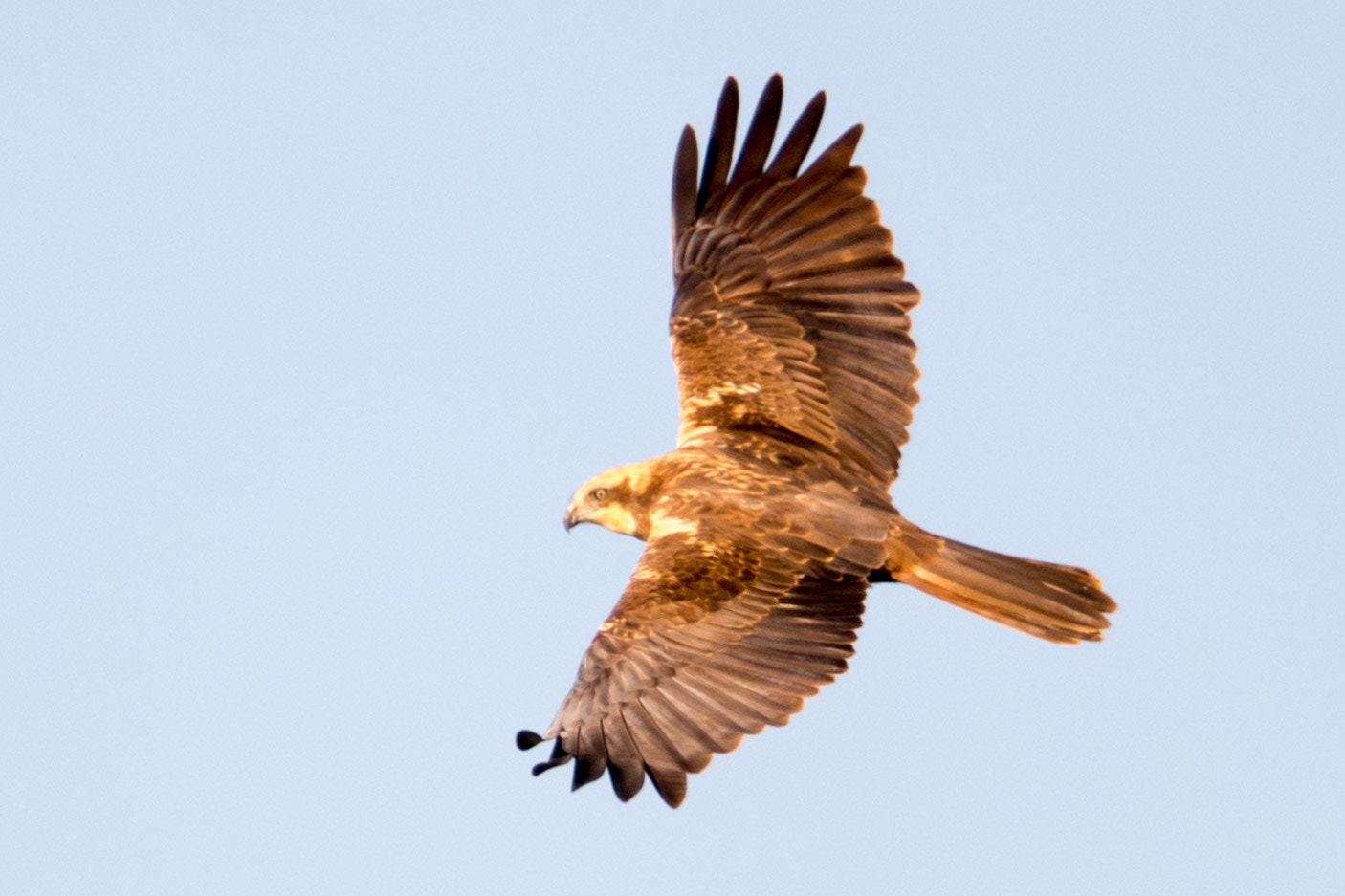 Nikon D7200 sample photo. Birds of prey in south west of france photography