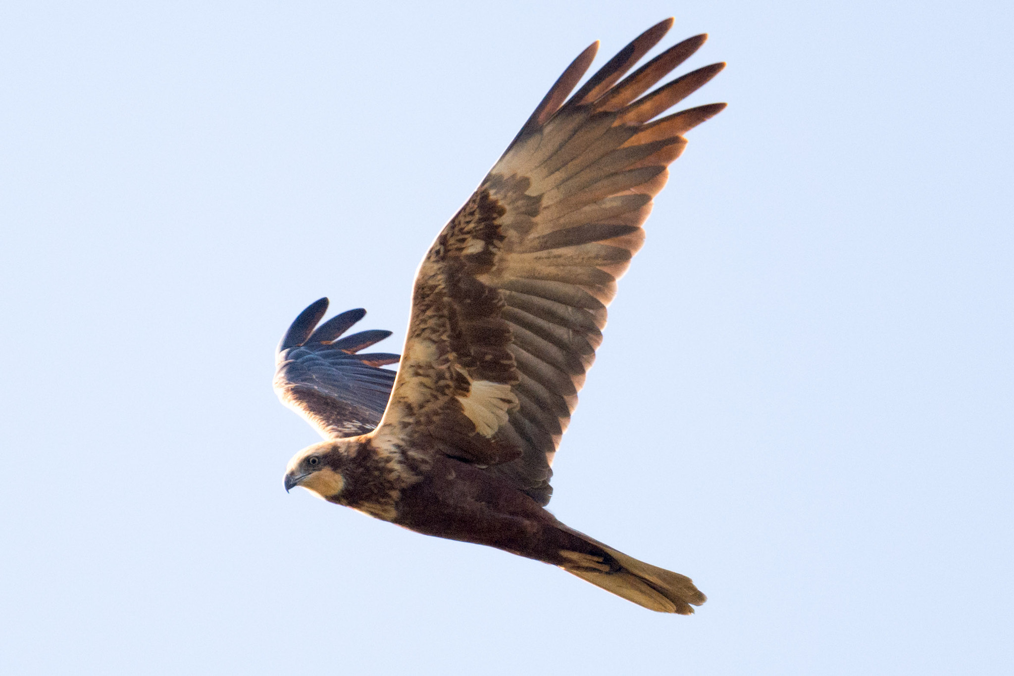 Nikon D7200 sample photo. Birds of prey in south west of france photography
