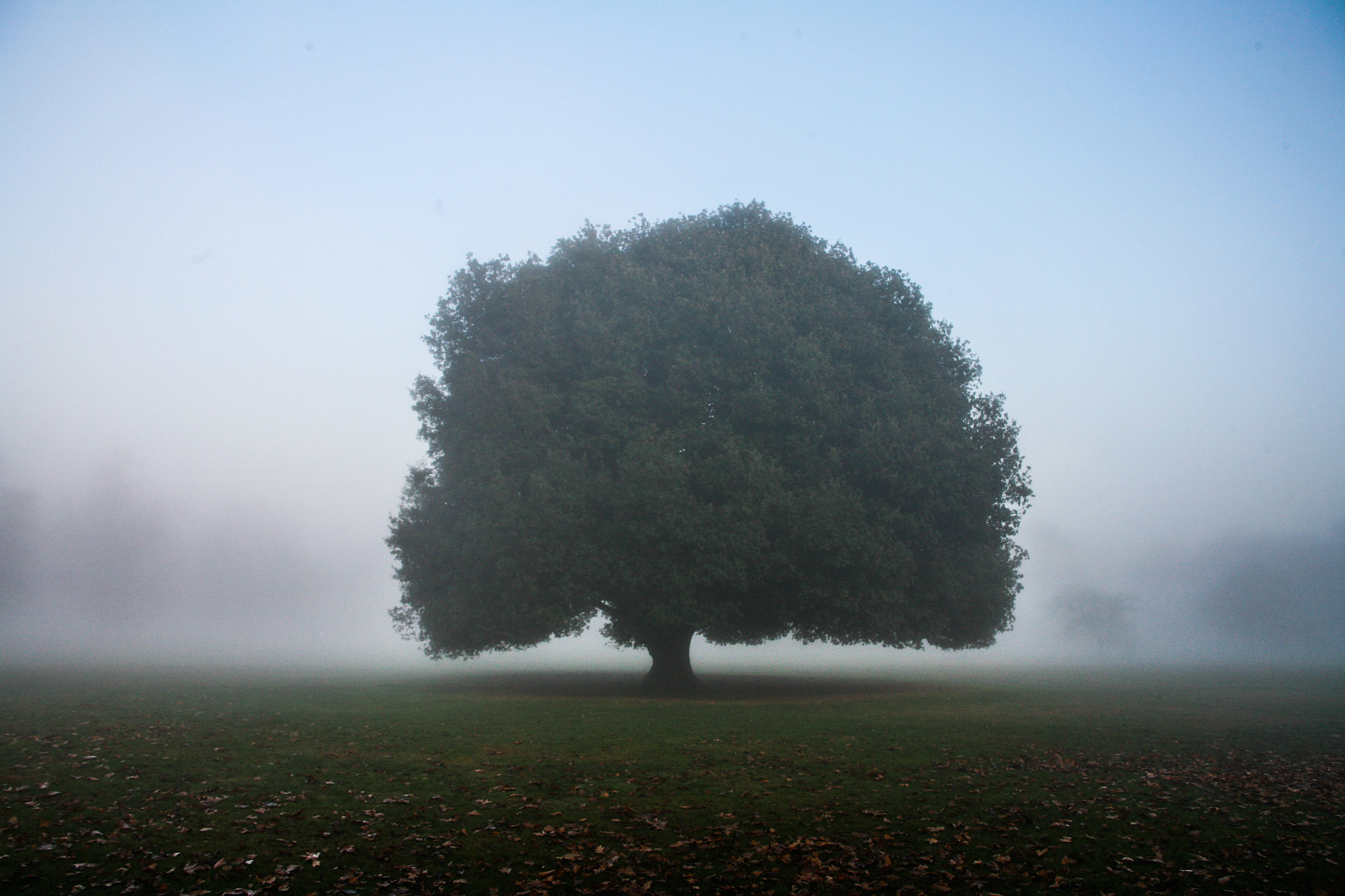 Canon EOS 5D sample photo. Lone tree photography