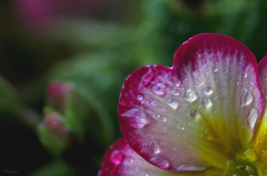 Canon EF 100mm F2.8L Macro IS USM sample photo. Like a heart... photography