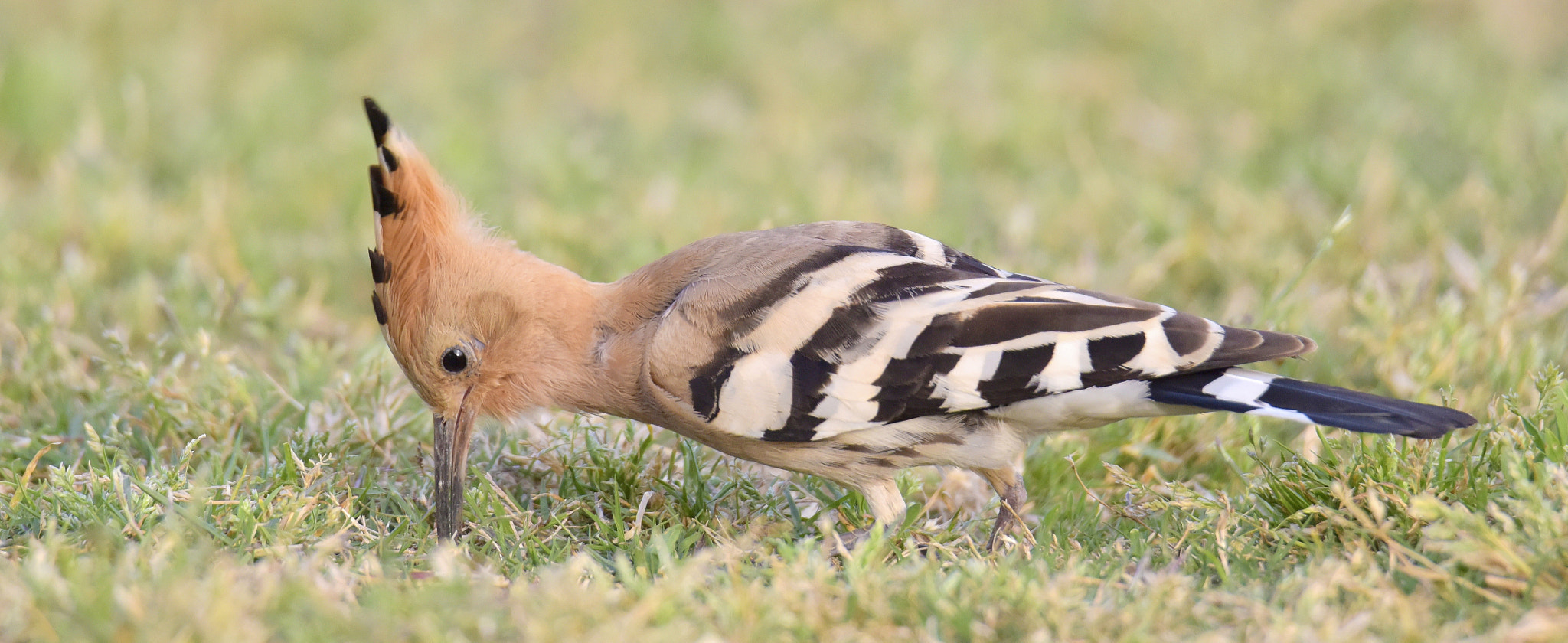 Nikon D810 + Sigma 50mm F2.8 EX DG Macro sample photo. Hoopoe photography