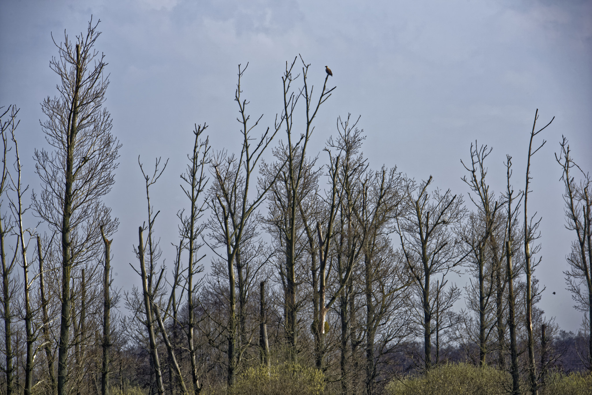 Nikon D810 sample photo. Fischadler am steinhuder  meer. photography