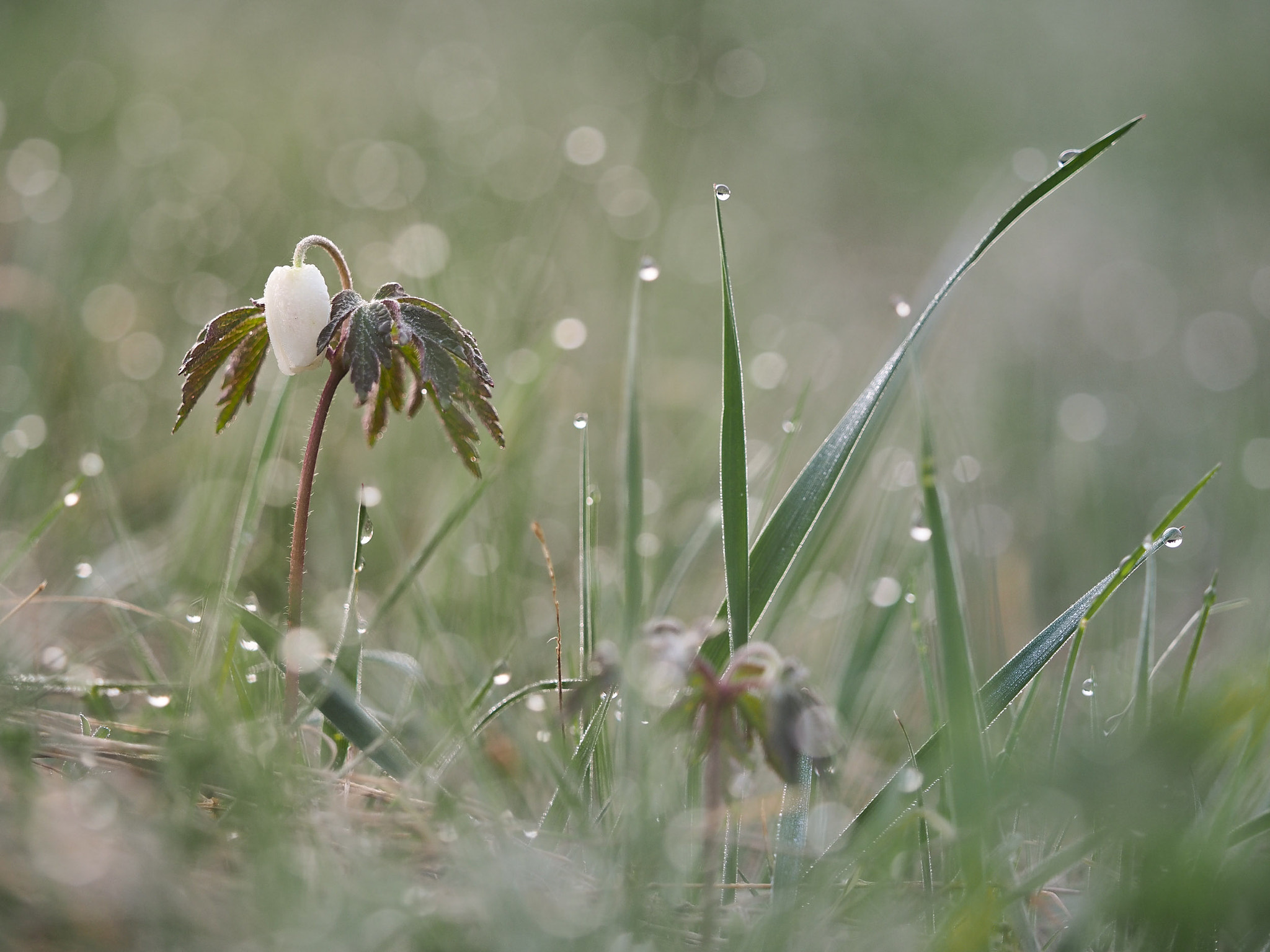 Olympus OM-D E-M1 + Olympus M.Zuiko Digital ED 40-150mm F2.8 Pro sample photo. Windflower photography