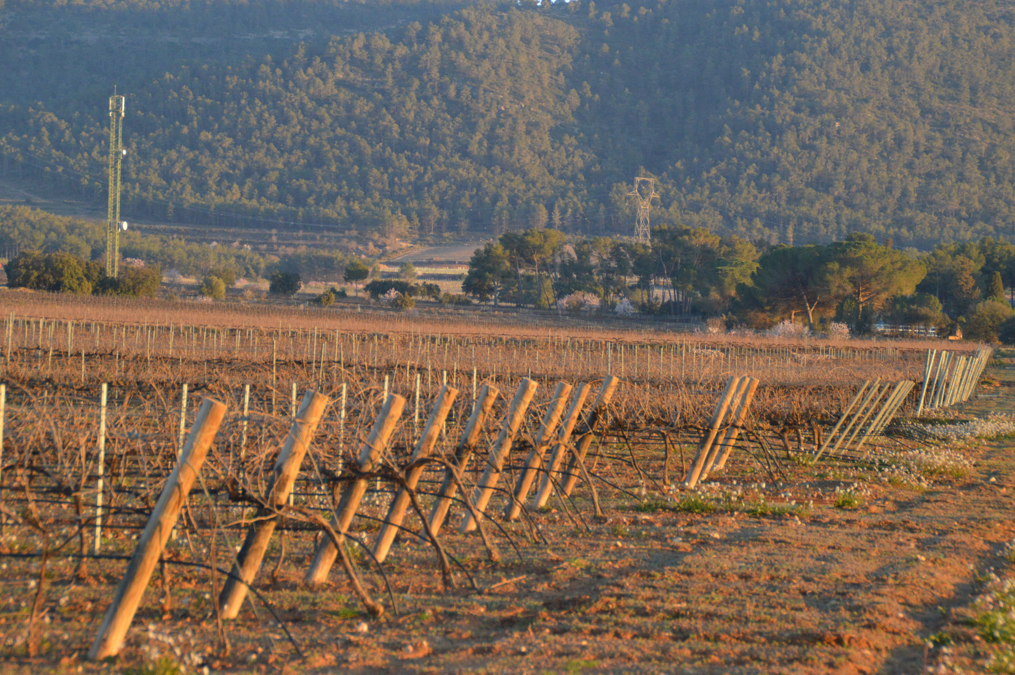 Nikon D3200 sample photo. Las aspas del vino photography