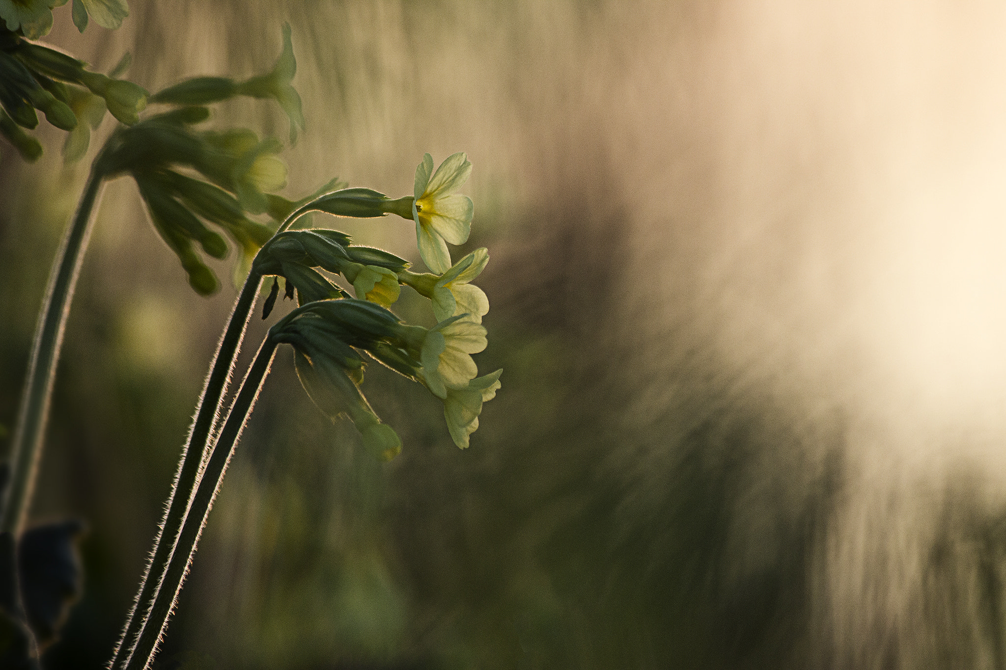 Canon EF 70-300mm F4-5.6 IS USM sample photo. Primeroses call photography