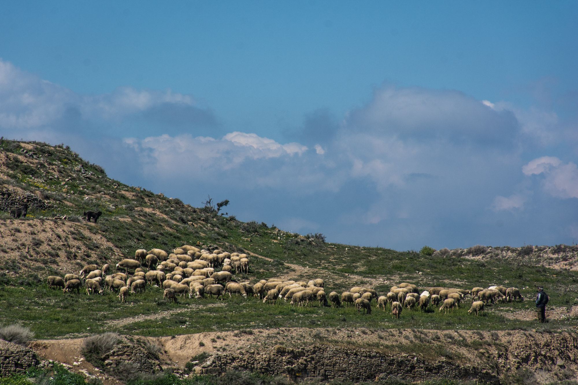 Nikon D7100 sample photo. A flock of sheep | el ramat d'ovelles photography