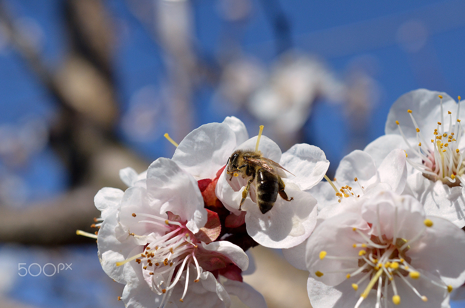 Nikon D7000 sample photo. Bee in apricot fowers photography
