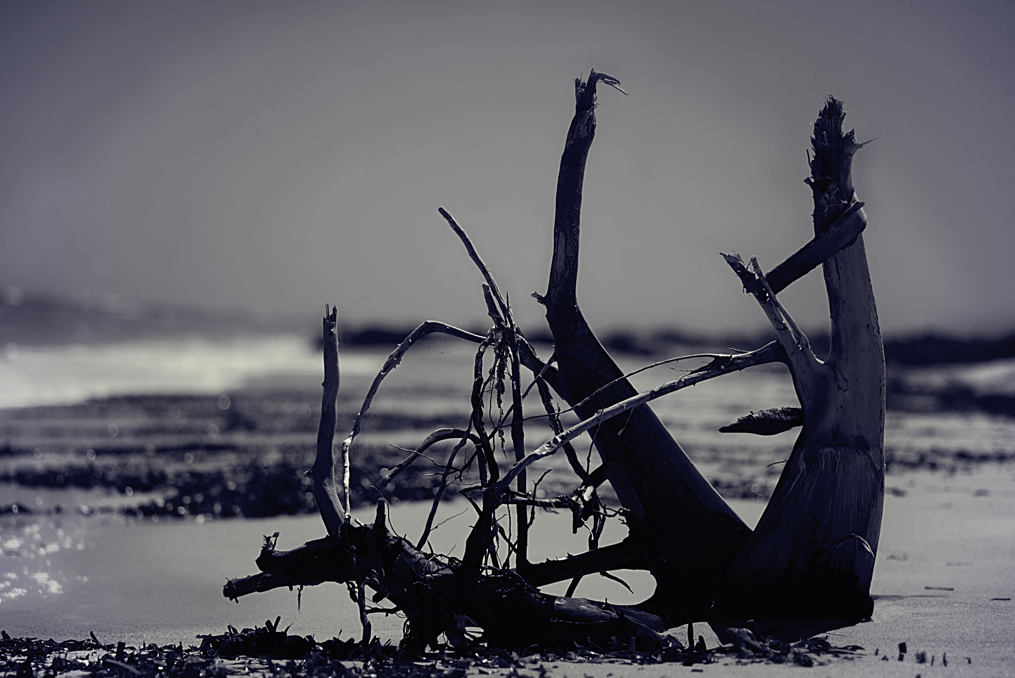Sigma 105mm F2.8 EX DG Macro sample photo. Drift photography