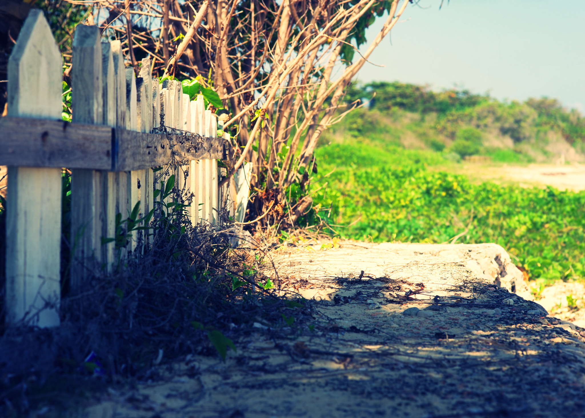 Nikon D600 + Sigma 105mm F2.8 EX DG Macro sample photo. Hidden fence photography