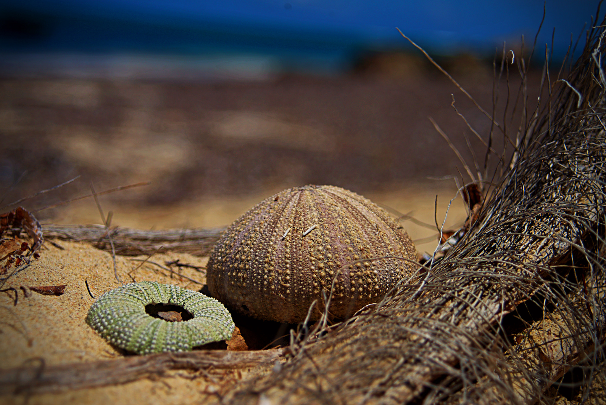 Nikon D600 + AF Zoom-Nikkor 35-80mm f/4-5.6D sample photo. Sea treasure photography