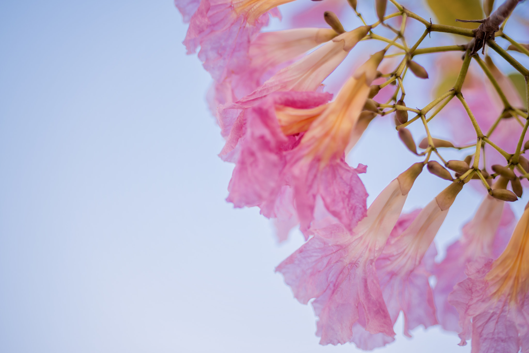 Pentax K-1 + Pentax smc DA* 55mm F1.4 SDM sample photo. Flor de maculí rosada    photography
