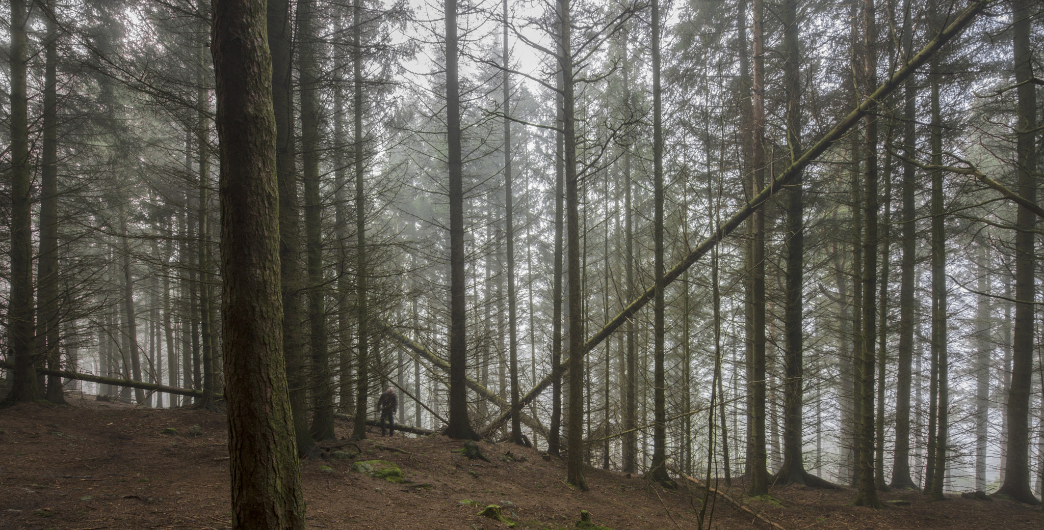 Nikon AF-S Nikkor 14-24mm F2.8G ED sample photo. In the woods photography
