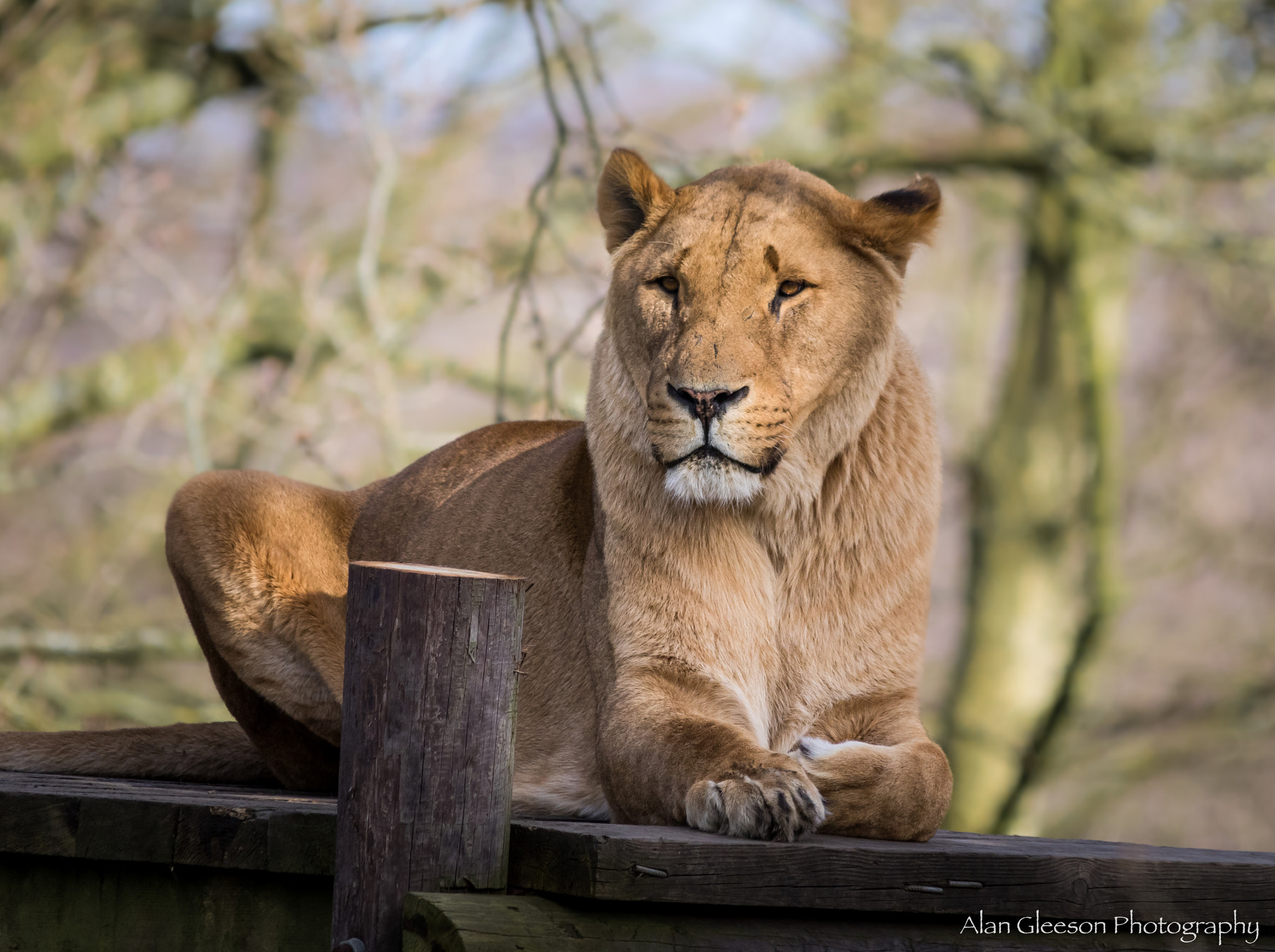 Sigma 150-500mm F5-6.3 DG OS HSM sample photo. Where's my dinner? photography
