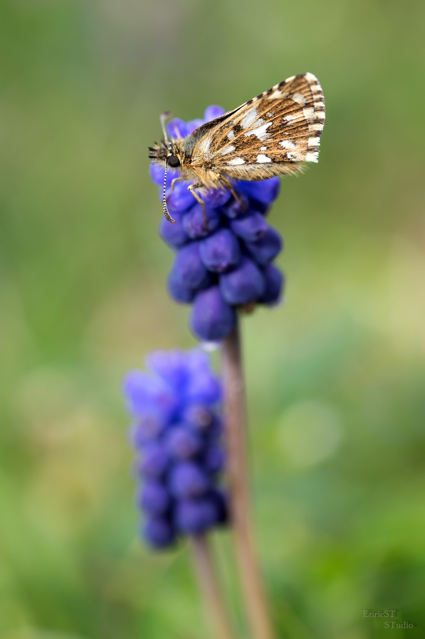 Sony a7 II sample photo. Two muscaris & butterfly photography