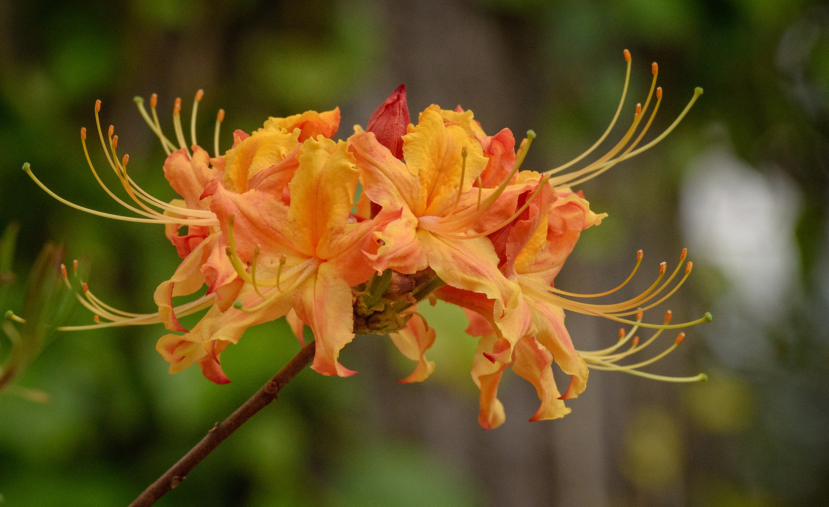 Nikon AF-S Nikkor 70-200mm F2.8G ED VR II sample photo. Flame azalea, piedmont park. atlanta photography