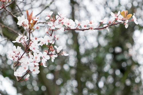 Fujifilm XF 18-55mm F2.8-4 R LM OIS sample photo. Ireland photography