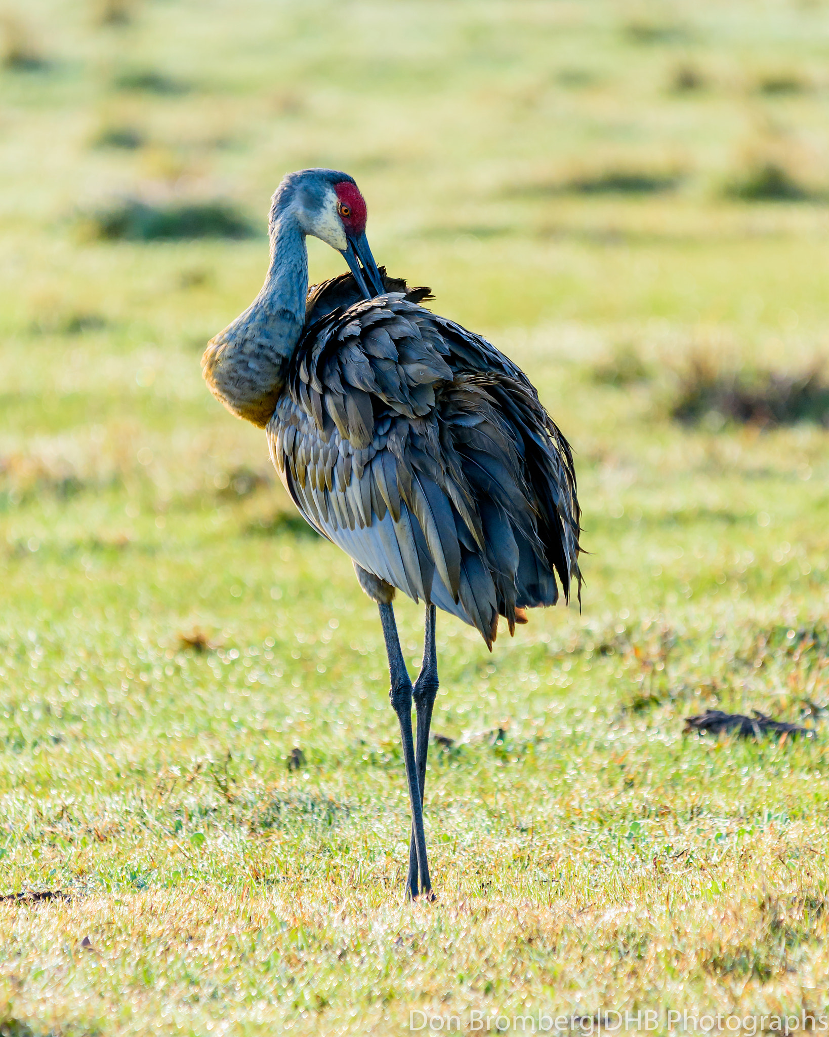 Nikon D750 sample photo. Sandhill crane preening photography