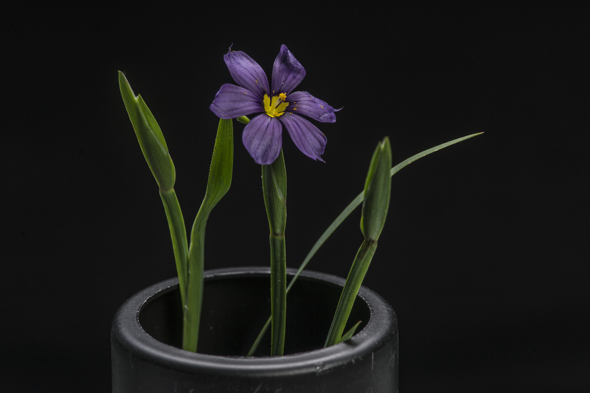 Nikon AF-S Micro-Nikkor 105mm F2.8G IF-ED VR sample photo. Sisyrinchium (aka bermudiana) photography