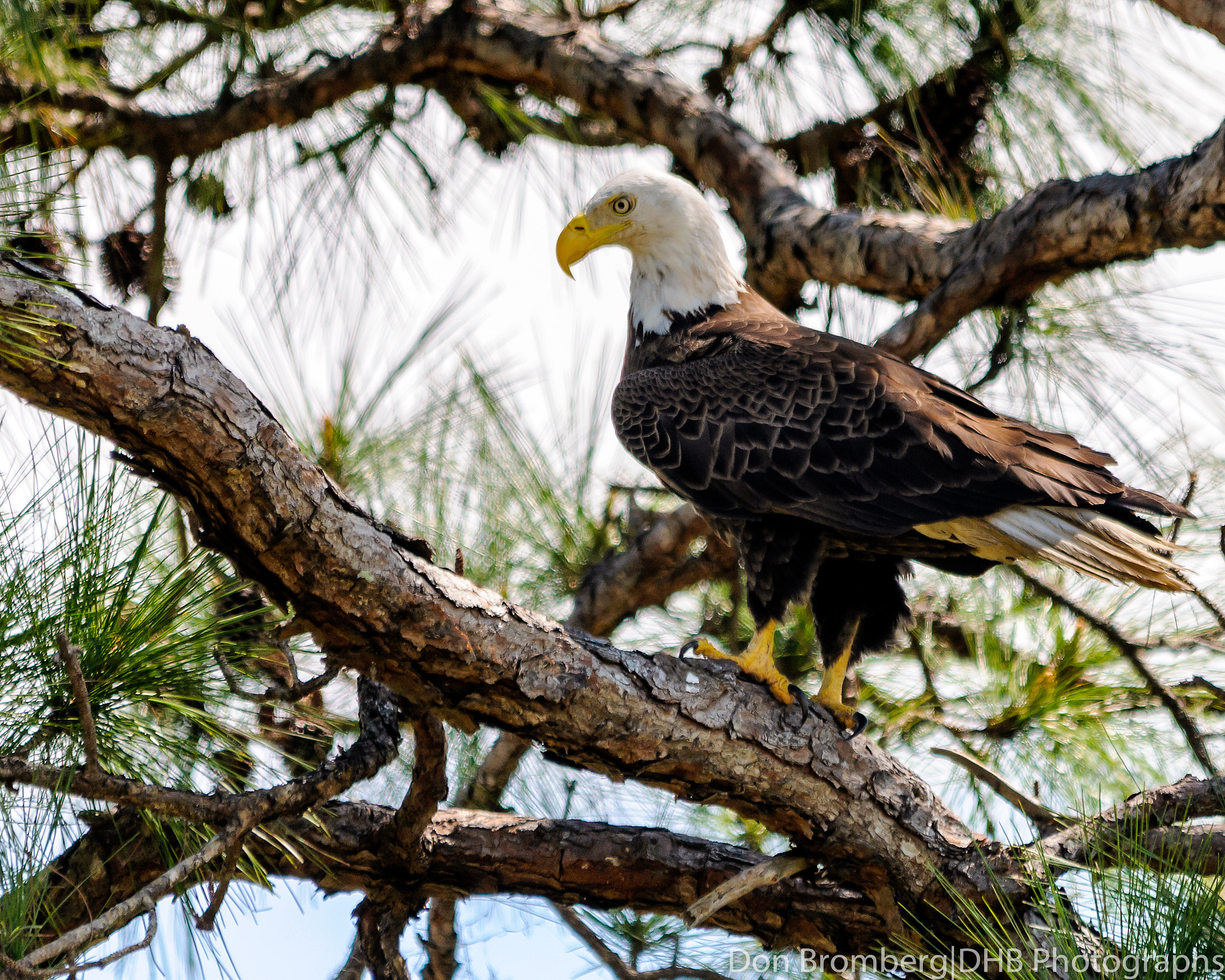 Nikon D300S + Sigma 150-500mm F5-6.3 DG OS HSM sample photo. Male bald eagle on guard photography