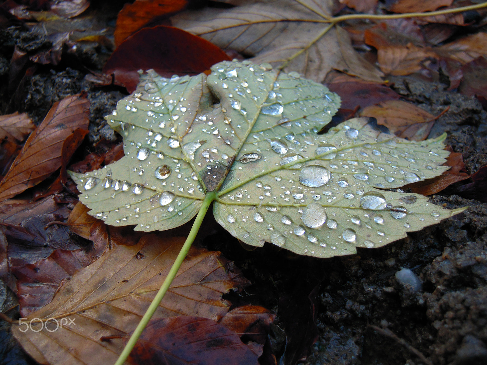 Nikon Coolpix S620 sample photo. Are you thirsty? photography