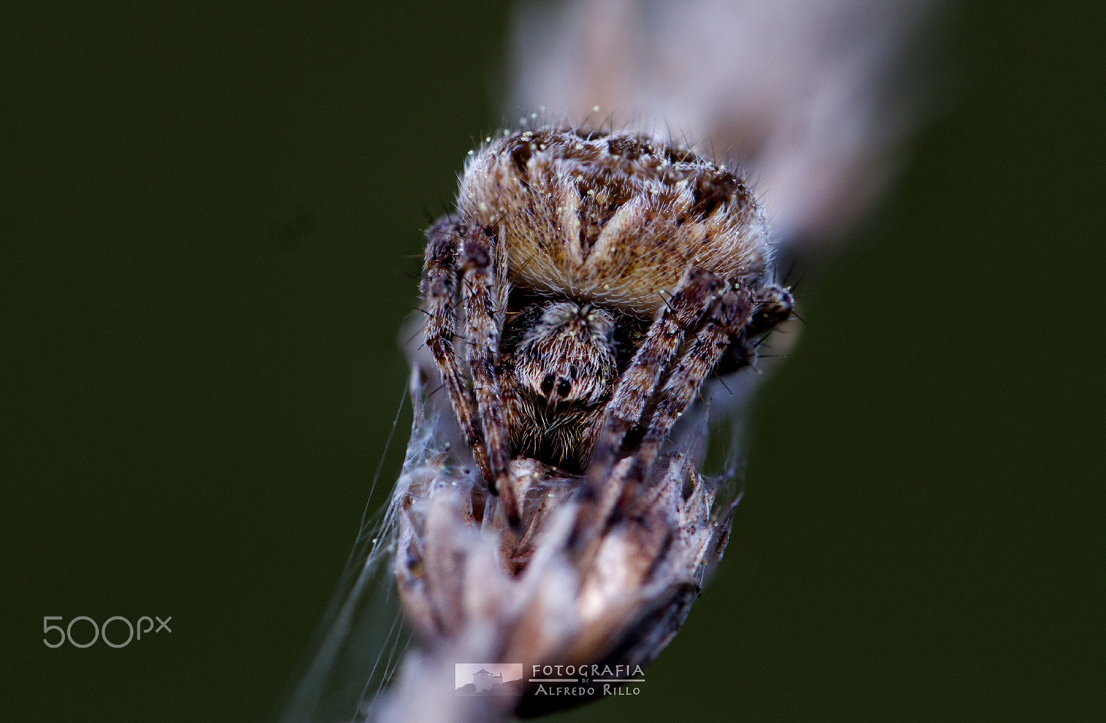 Canon EF 100mm F2.8L Macro IS USM sample photo. Araña photography