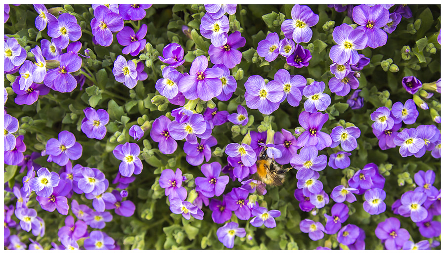 Tamron SP AF 17-50mm F2.8 XR Di II LD Aspherical (IF) sample photo. Spring photography