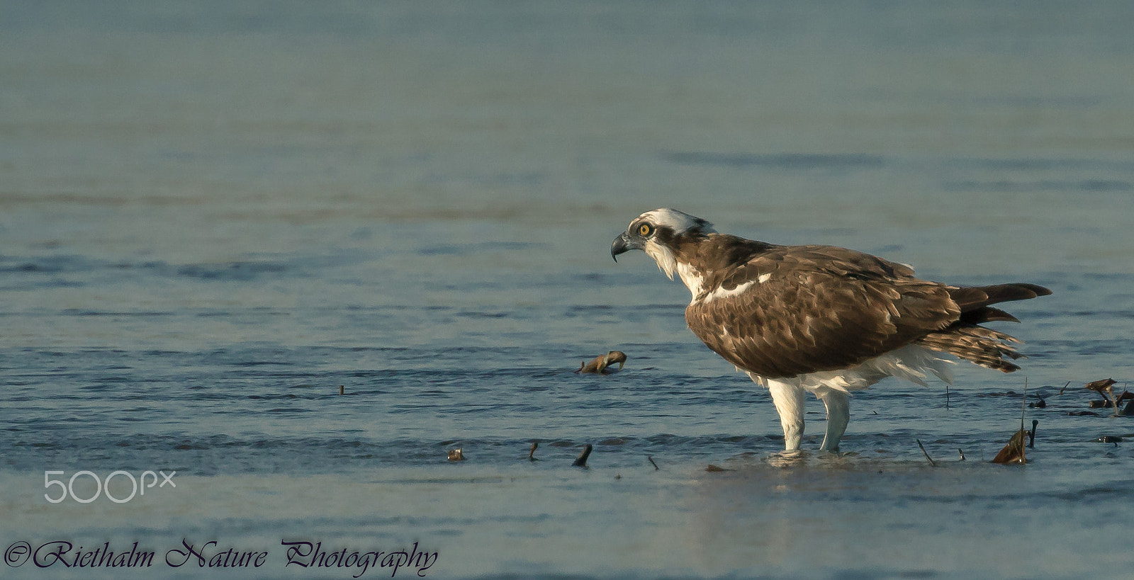 Canon EF 70-200mm F4L USM sample photo. Osprey photography