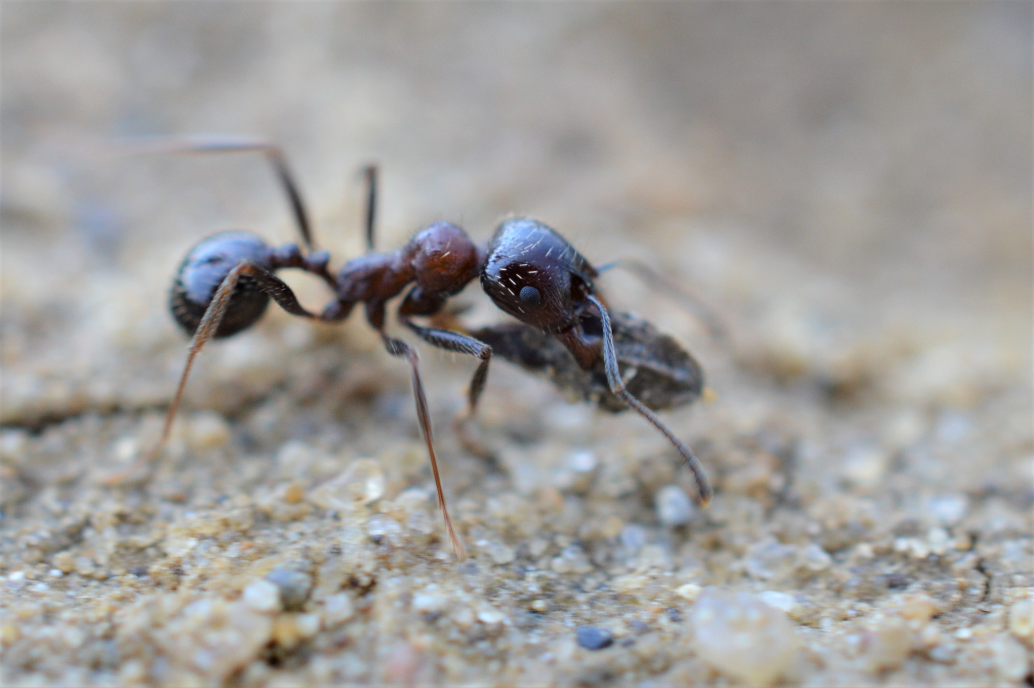 Nikon AF-S DX Micro Nikkor 40mm F2.8 sample photo. Ant photography