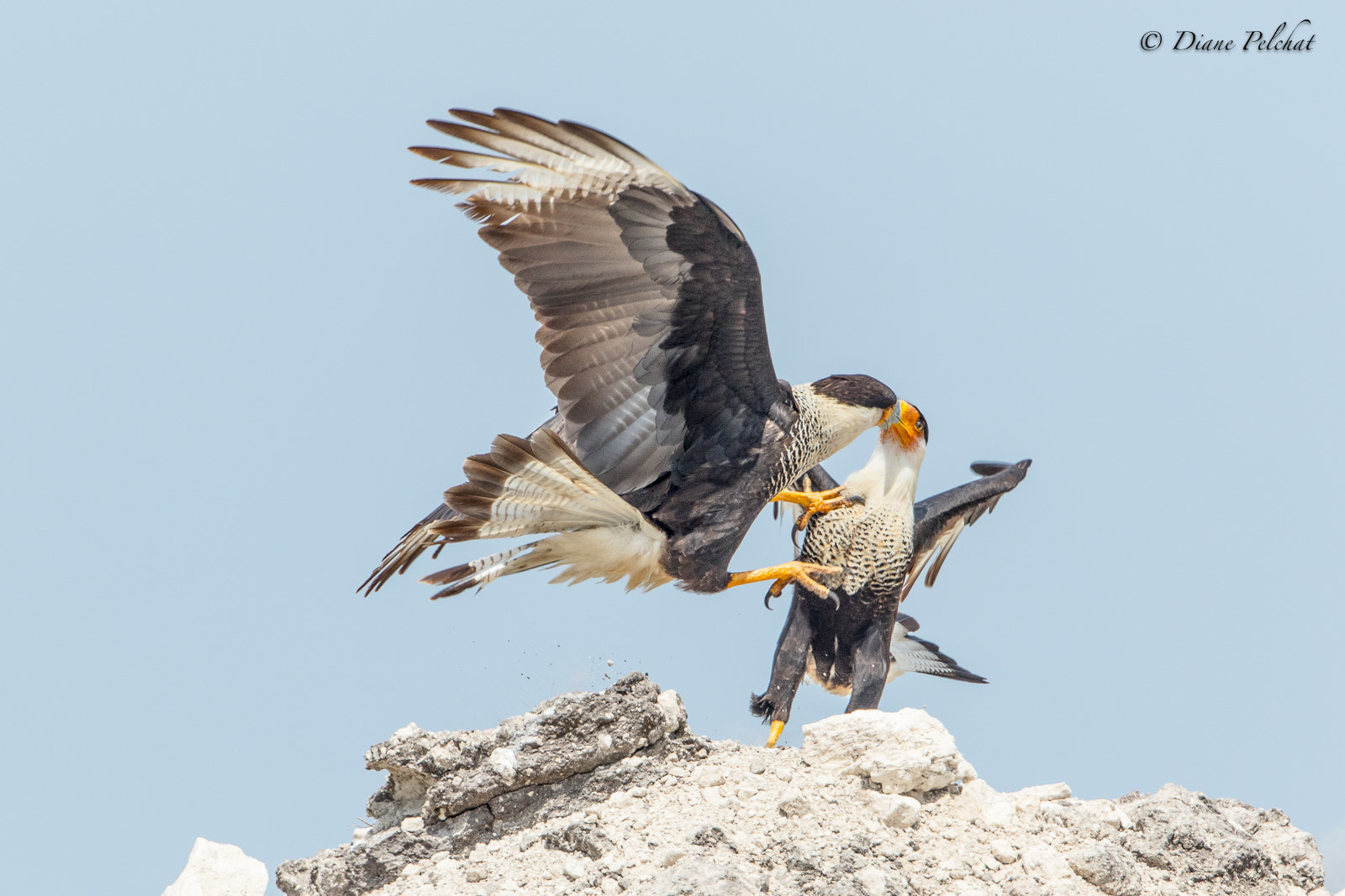 Canon EOS 7D Mark II sample photo. Northern crested caracara - carcara du nord photography