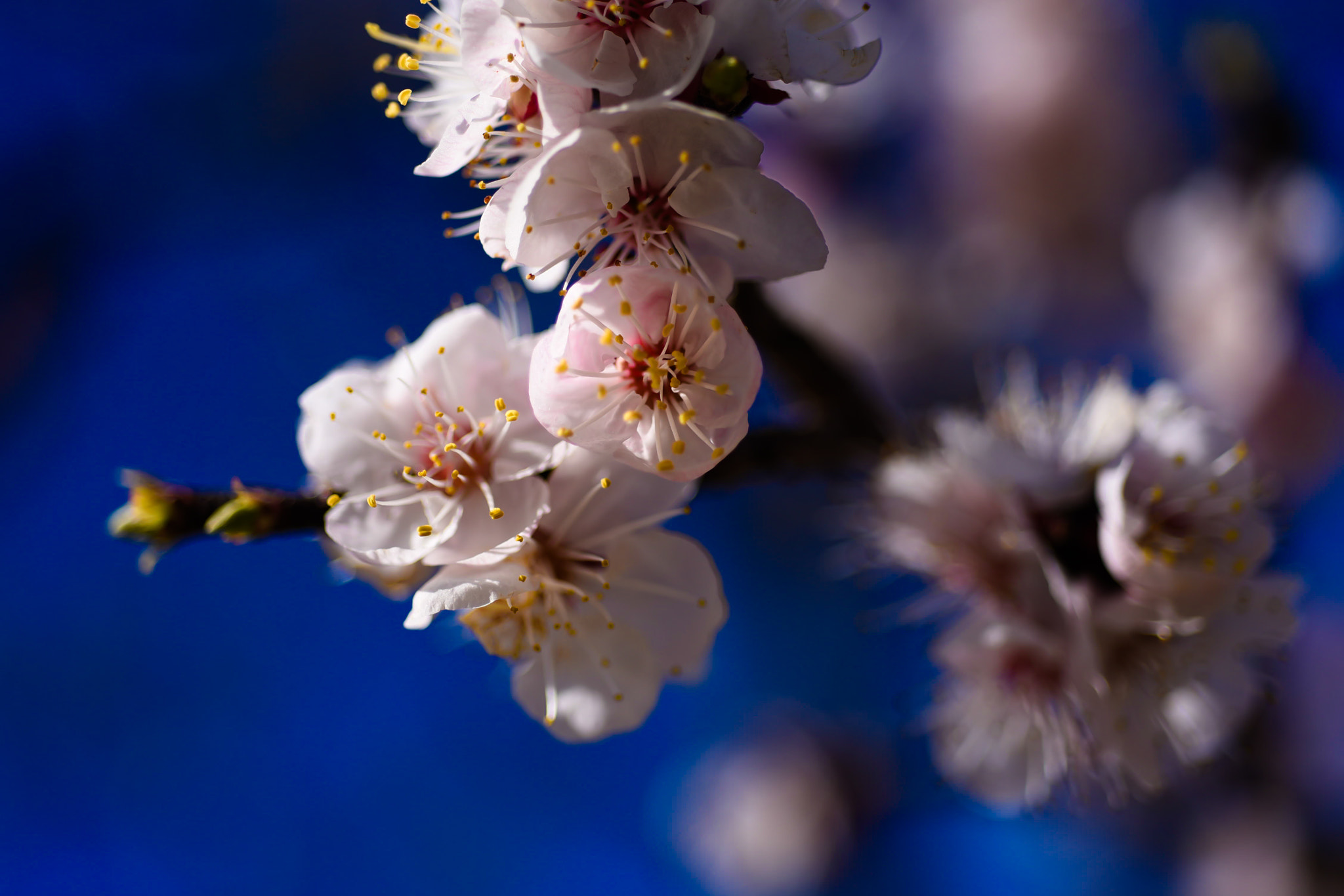 Nikon AF Micro-Nikkor 60mm F2.8D sample photo. Dsc photography