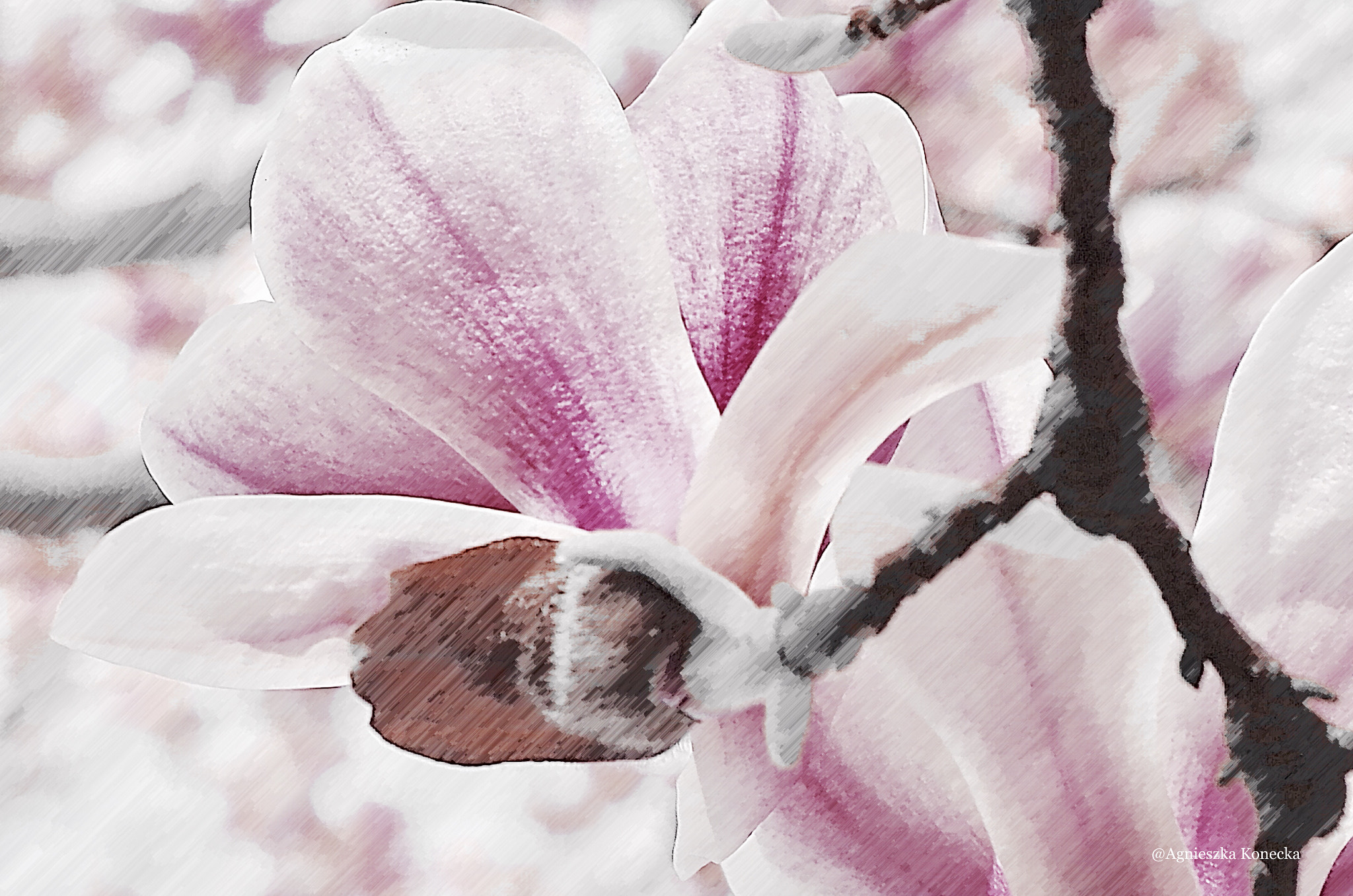 Pentax K-50 sample photo. Love photography