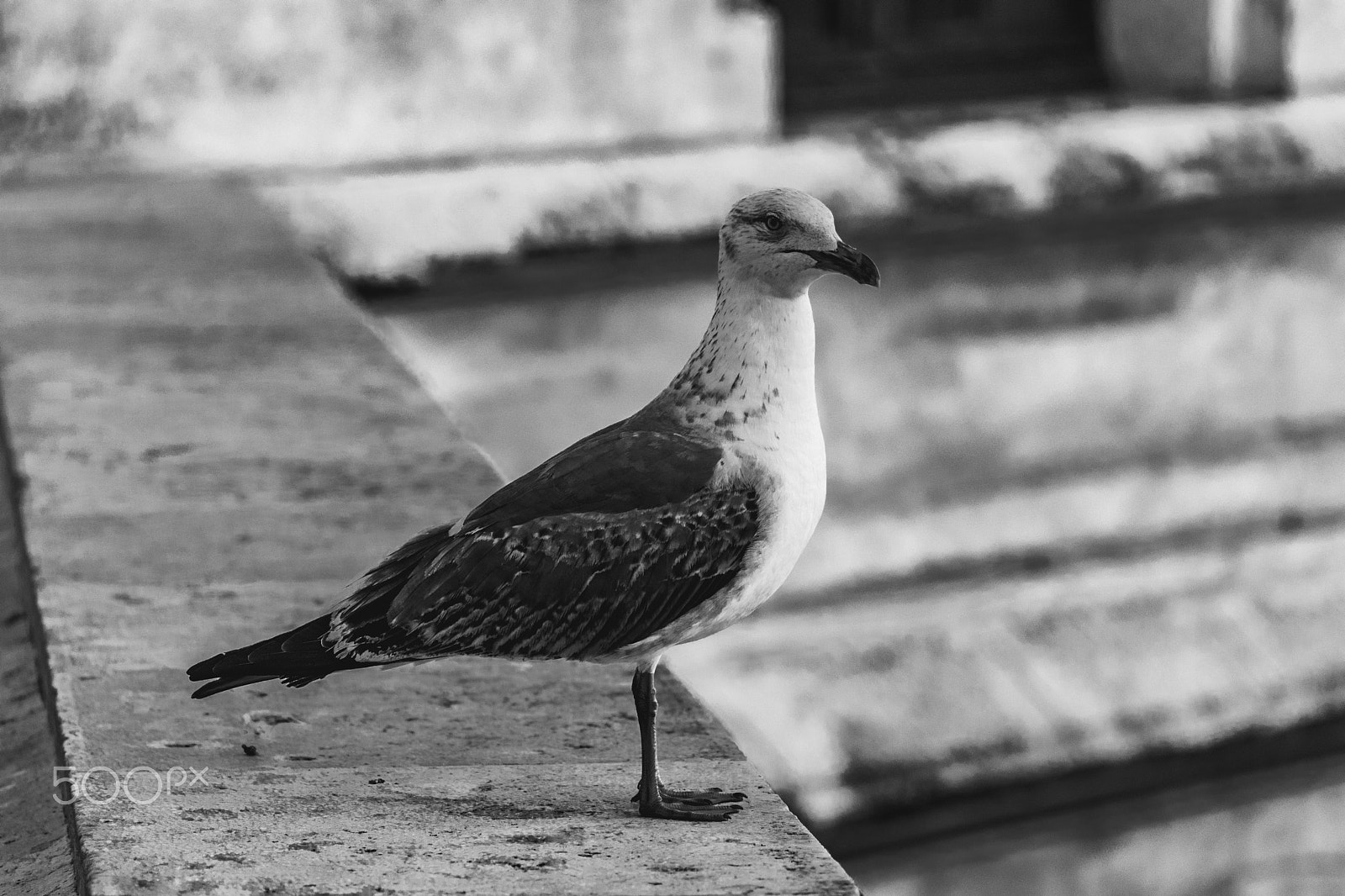 Nikon D3300 + Sigma 70-300mm F4-5.6 APO DG Macro sample photo. Gull photography