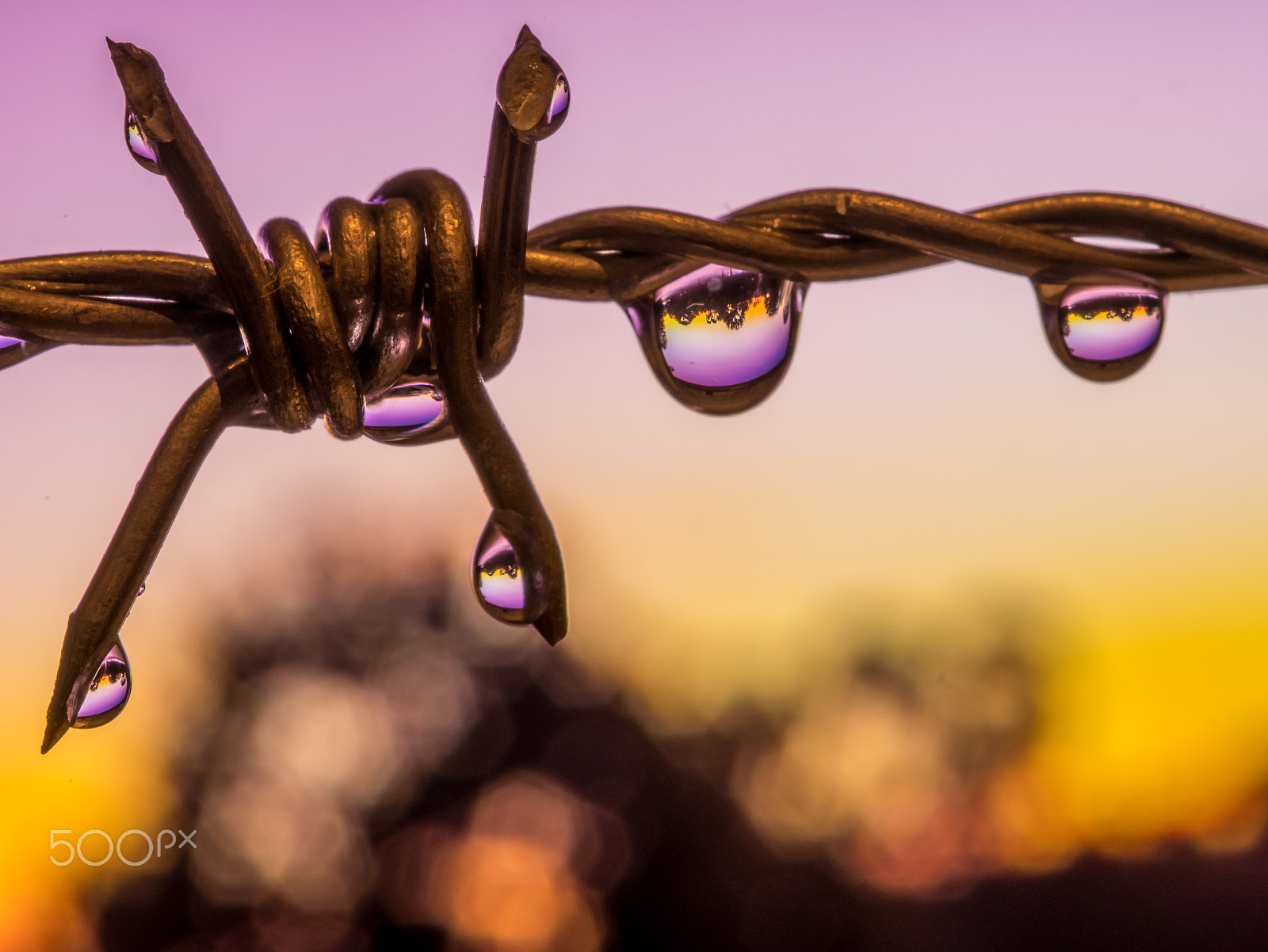Panasonic Lumix DMC-GX85 (Lumix DMC-GX80 / Lumix DMC-GX7 Mark II) sample photo. Sunrise in droplets on barbed wire photography