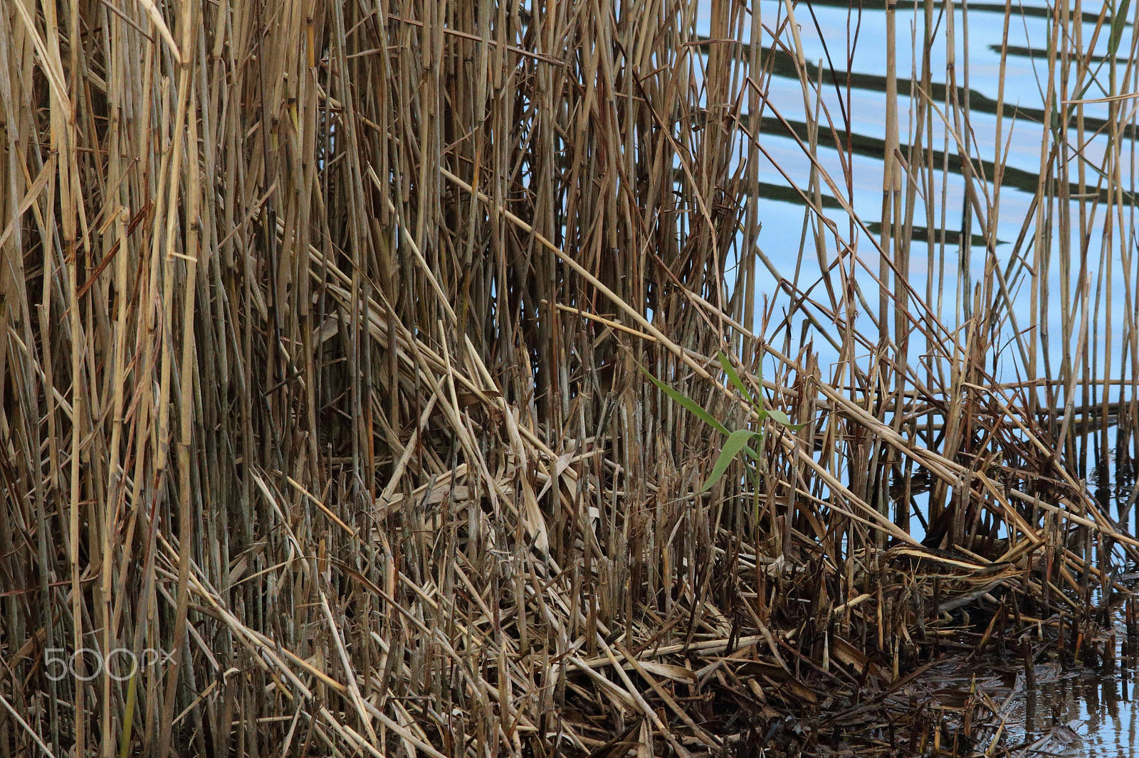 Sigma 150-500mm F5-6.3 DG OS HSM sample photo. Spot the jack snipe photography