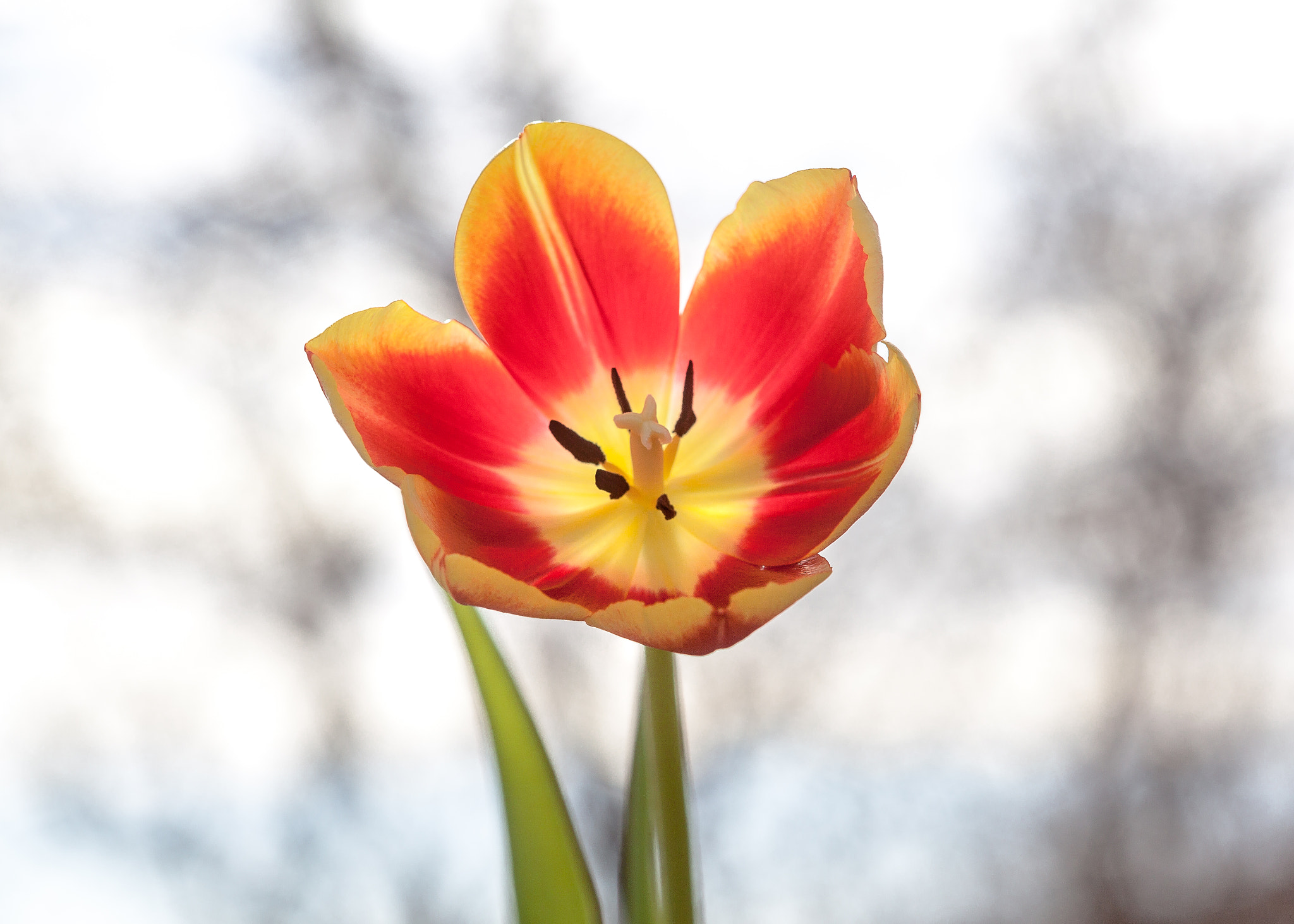 Canon EF 100mm F2.8 Macro USM sample photo. Tulip photography