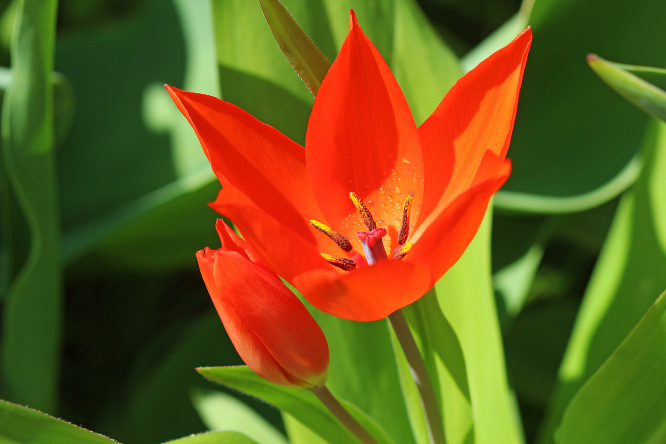Canon EF 100mm F2.8 Macro USM sample photo. Red tulip photography