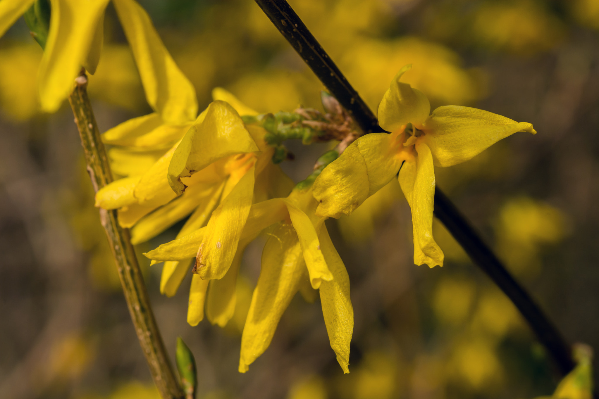 AF Micro-Nikkor 60mm f/2.8 sample photo. Forsythia saga! photography