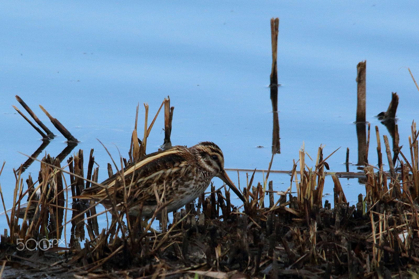 Canon EOS 70D + Sigma 150-500mm F5-6.3 DG OS HSM sample photo. Jack snipe photography