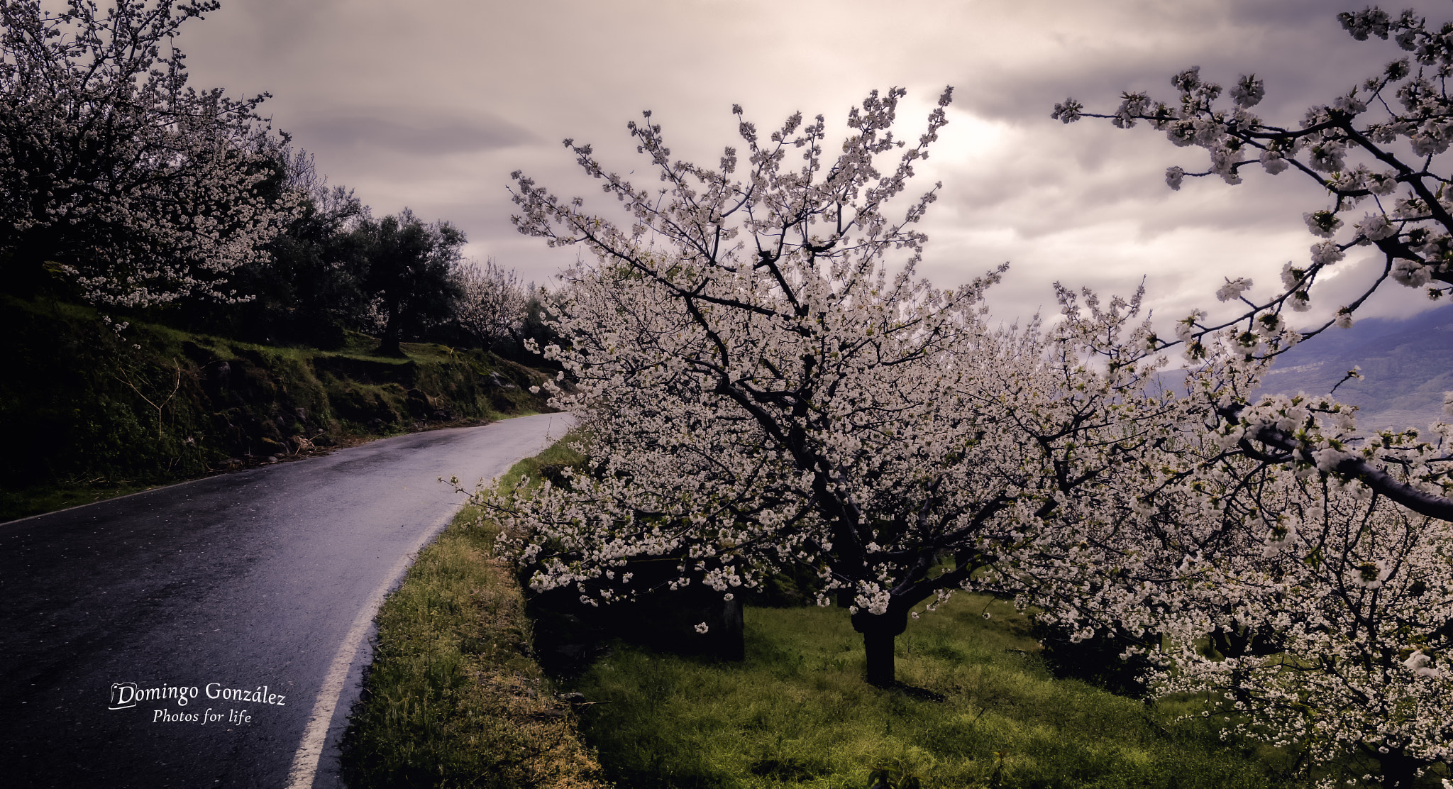 Nikon D7000 sample photo. Cerezos en flor photography