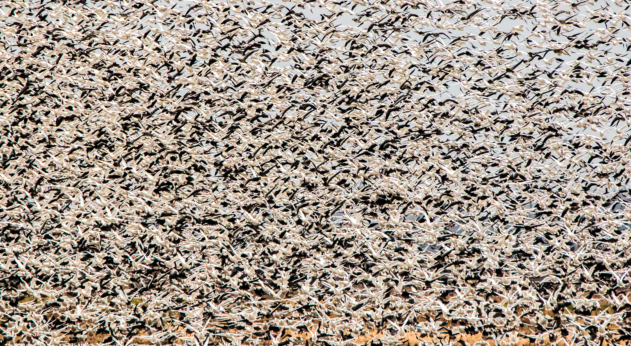 Tamron SP 150-600mm F5-6.3 Di VC USD sample photo. Snoe geese photography