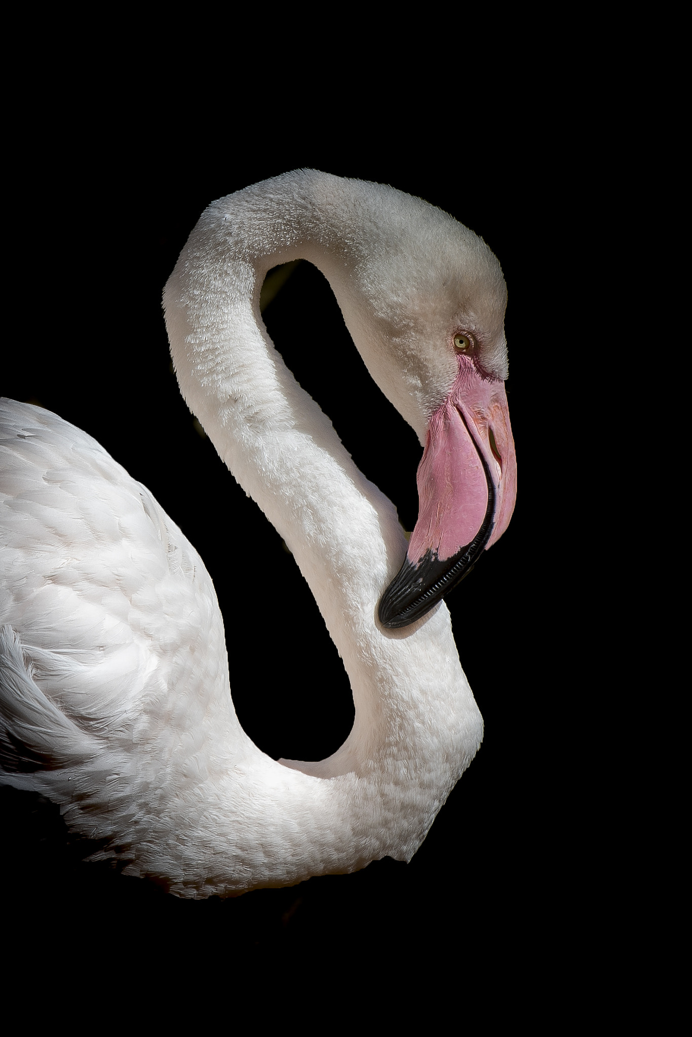 Nikon AF-S Nikkor 70-200mm F2.8G ED VR II sample photo. Flamenco photography