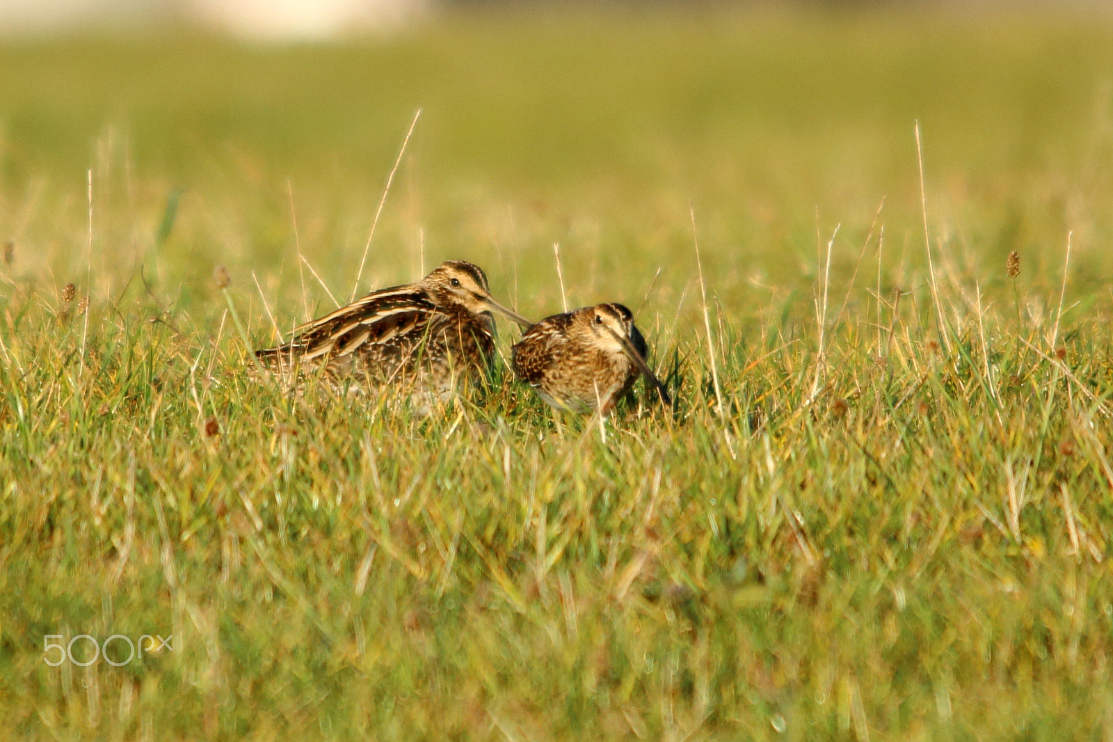 Canon EOS 70D sample photo. Two snipe photography