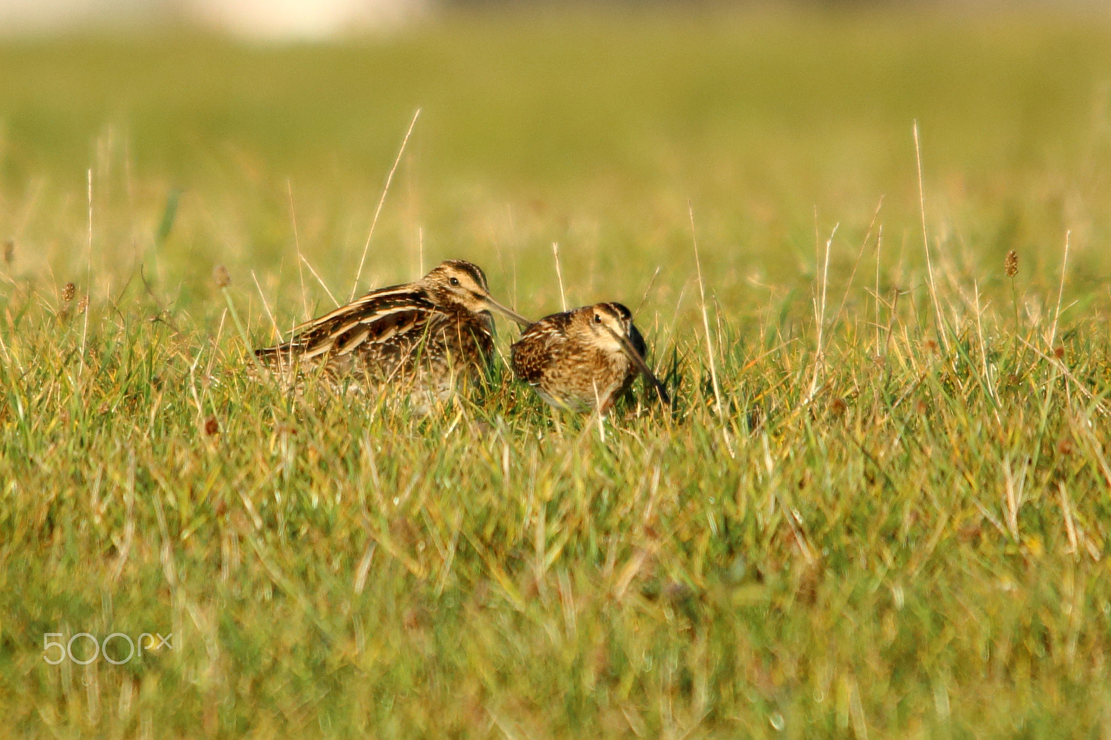Sigma 150-500mm F5-6.3 DG OS HSM sample photo. Two snipe photography