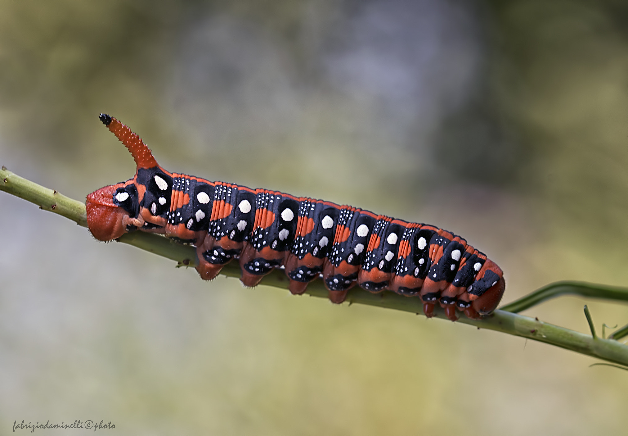 Canon EF 100mm F2.8L Macro IS USM sample photo. Hyles euphorbiae photography